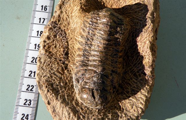 Trilobiti verosimilmente marocchine